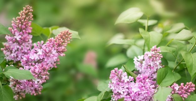 Flores lilás sobre fundo verde. Banner de primavera.