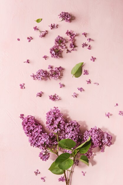 Flores lilas sobre rosa