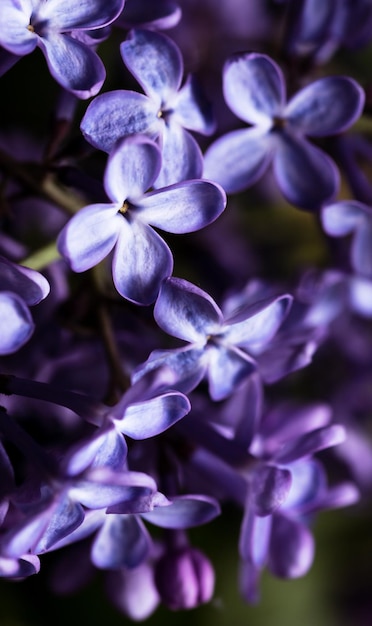 Las flores lilas son grandes pétalos morados de fondo floral. | Foto Premium