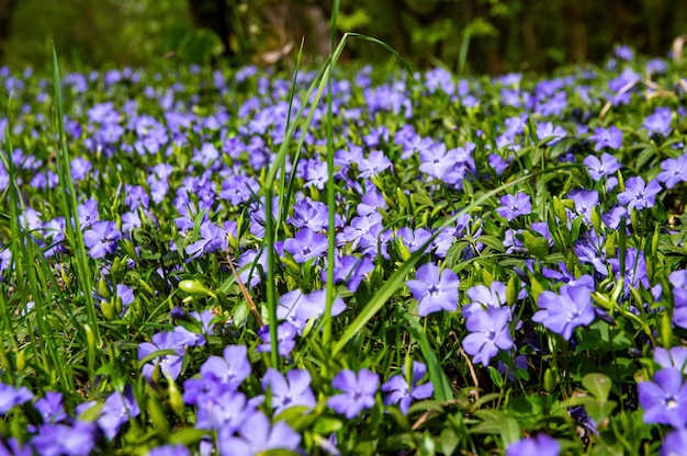 Flores lilas de violetas de bosque florecientes con hojas verdes