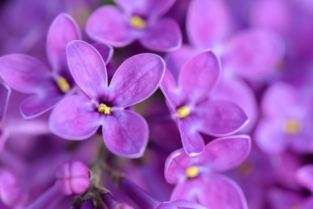 Flores lilás violetas