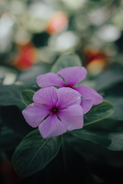 Flores lilas