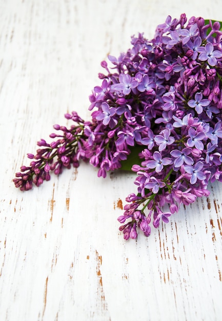 Flores lilas