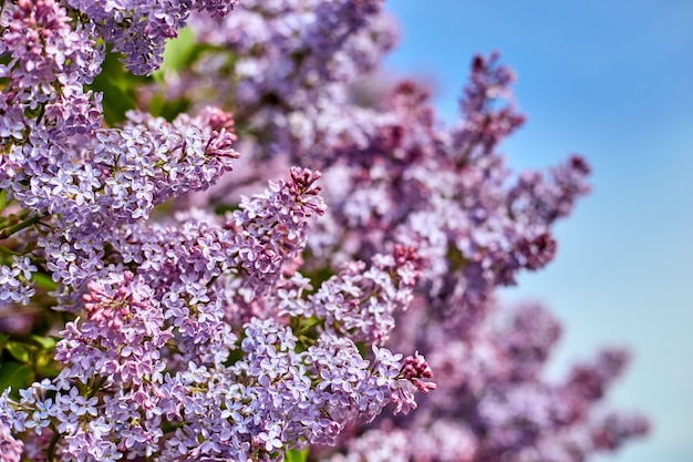 Flores lilases brilhantes em um dia lindo