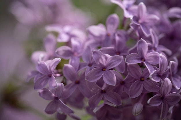 Flores lilases roxas no parque