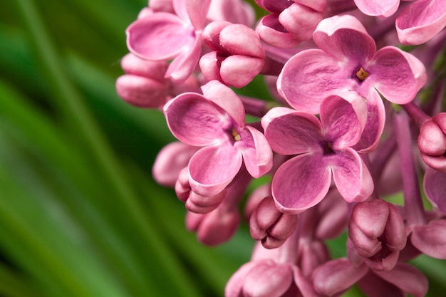 Flores lilases violetas em folhas verdes