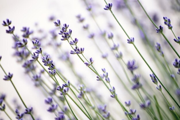 Flores lindas de lavanda