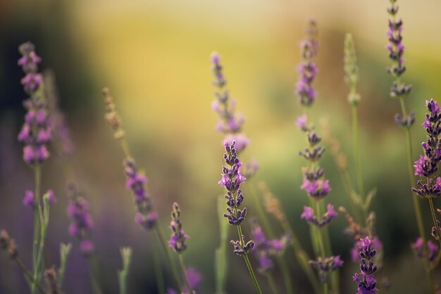 Flores lindas de lavanda