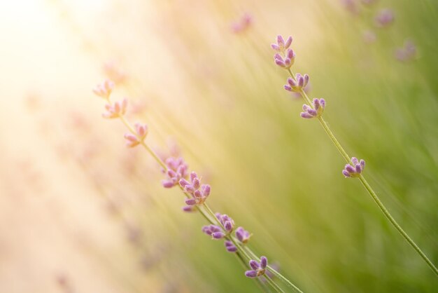 Flores lindas de lavanda