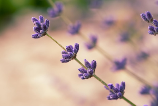 Flores lindas de lavanda