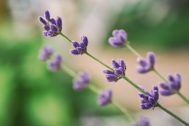 Flores lindas de lavanda