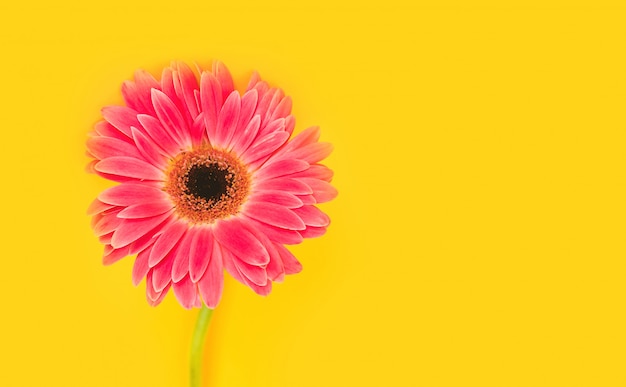 Foto flores lindas e brilhantes de gérbera