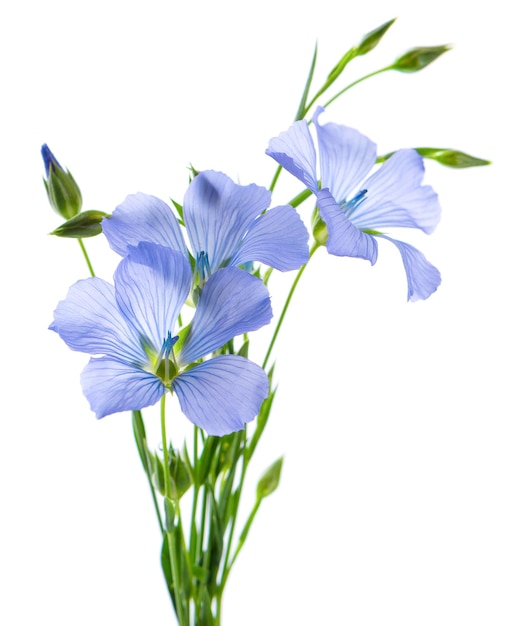 Flores de lino aisladas sobre fondo blanco Ramo de linaza común azul o linum usitatissimum