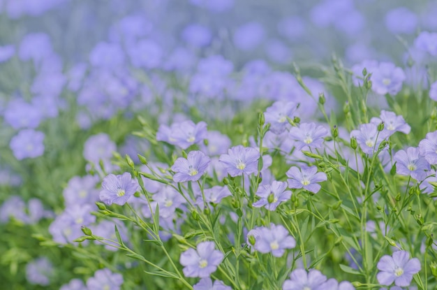 Flores de lino austriacum Linum usitatissimum flor Una cama de flores con lino decorativo azul