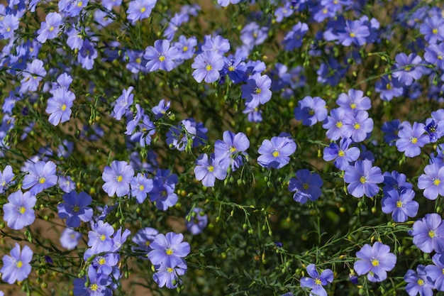 Flores de lino en un macizo de flores cerrar flores azules