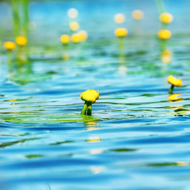 Flores de lirio de agua en el estanque con agua azul