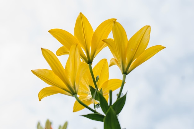 Flores de lirio amarillo en el jardín de verano