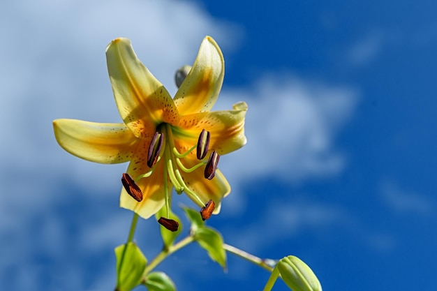 Flores de lirio amarillo sobre un fondo de cielo azul en un jardín de verano.