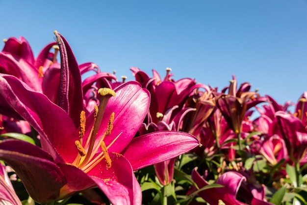 Flores de lirio de belleza roja bajo un cielo azul