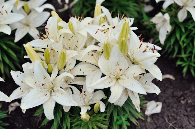 Flores de lirio blanco en un jardín.