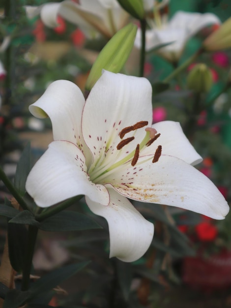 Flores de lirio blanco