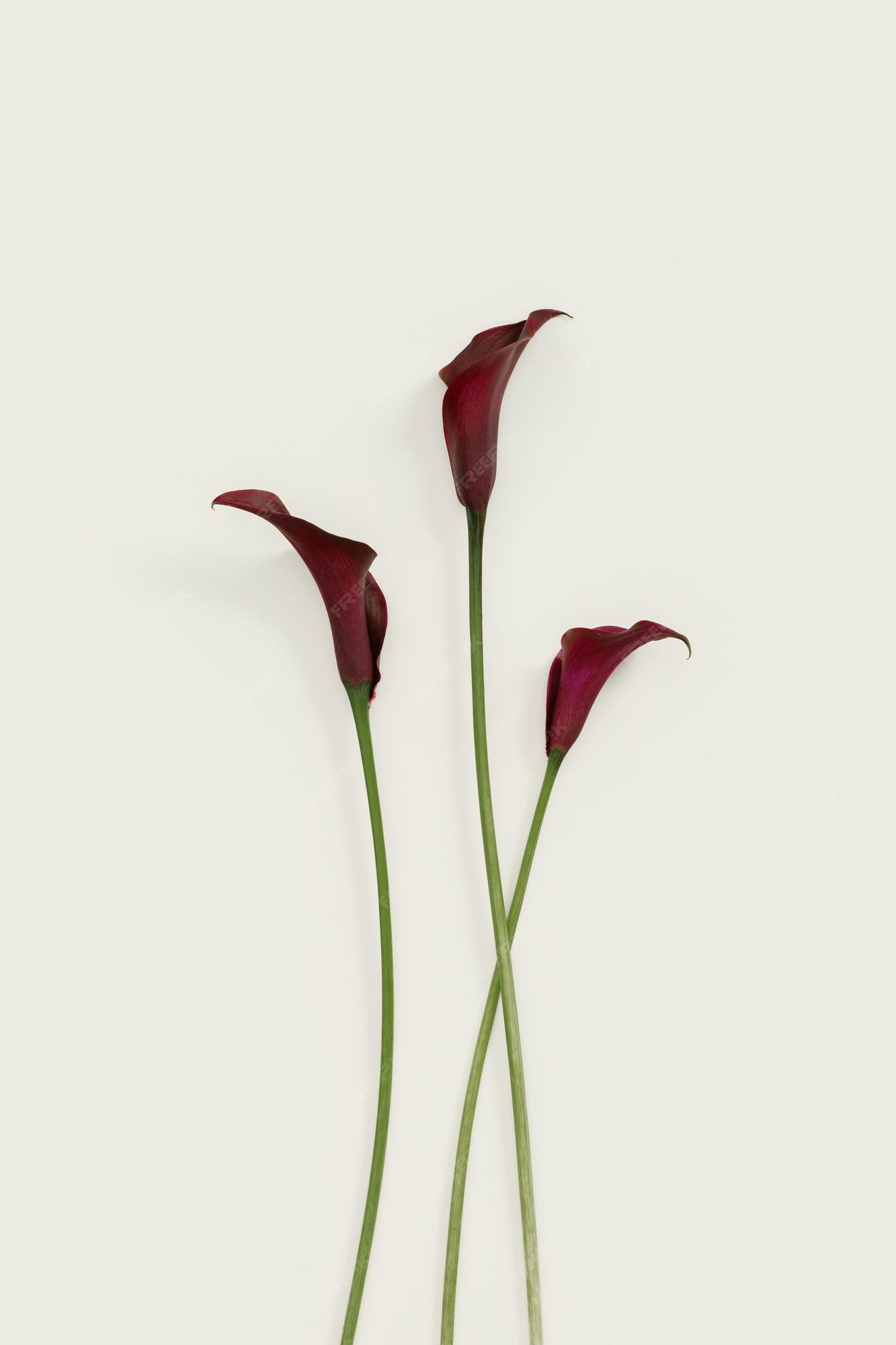 Flores de lirio de cala de color púrpura oscuro sobre fondo beige  naturaleza florida plana estilo minimalista | Foto Premium