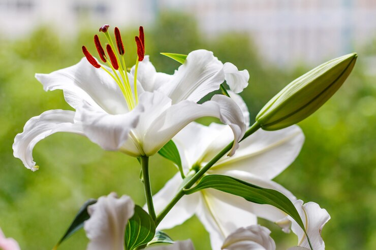 Flores de un lirio de jardín blanco de cerca