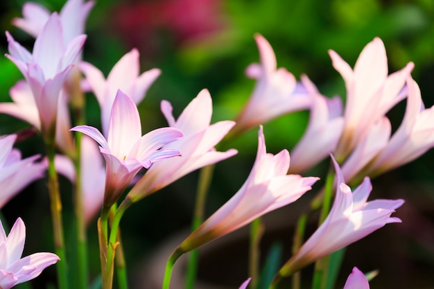 Flores de lirio de lluvia