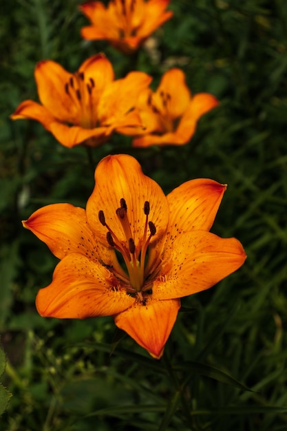 Flores de lirio naranja brillante Flor de lirio naranja en plena floración Encantadoras flores de lirio con estambres largos