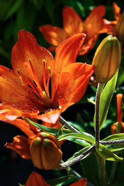 Flores de lirio naranja