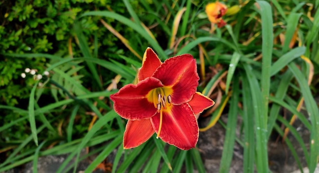 flores de lirio rojo con hojas verdes