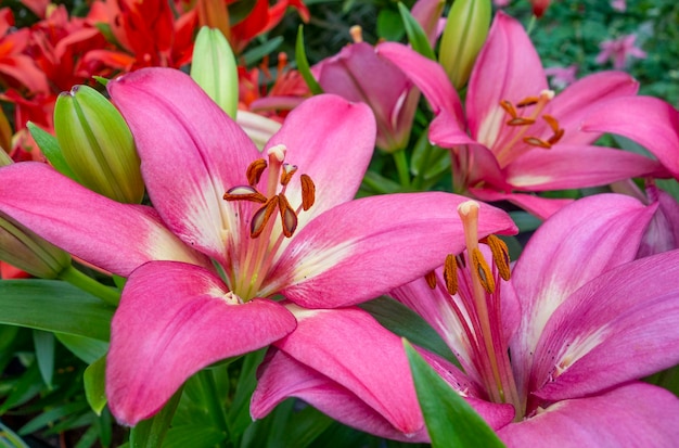 Flores de lirio rosado