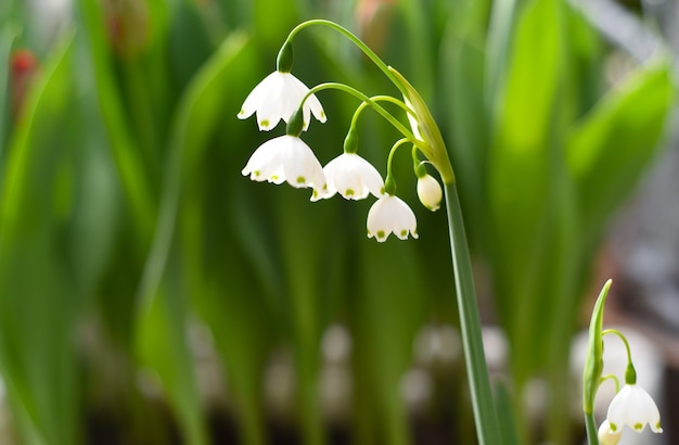 Foto flores de lirio de los valles