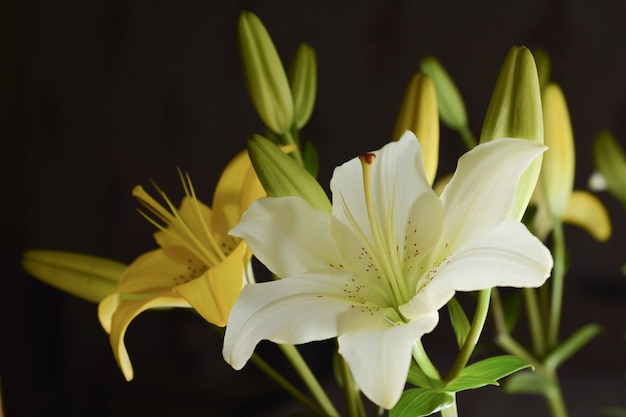 Flores de lirios blancos