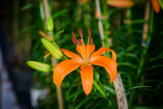 Flores de lirios