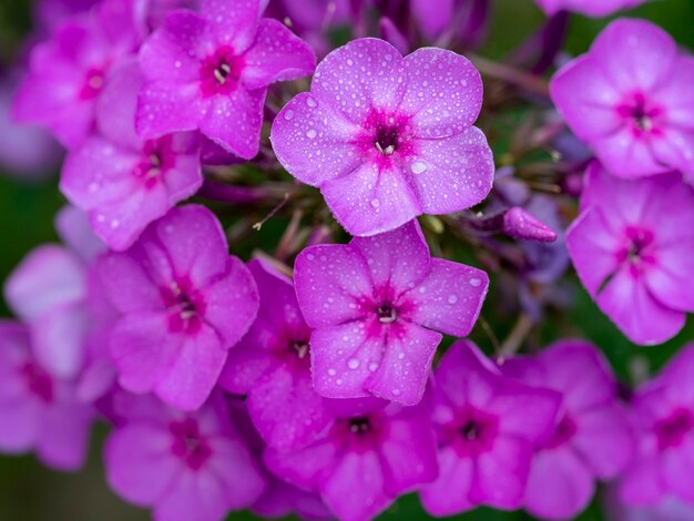 Flores de llama púrpura de phlox.