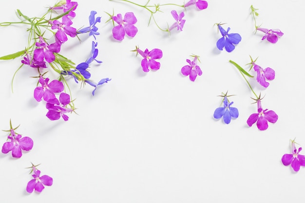 Flores de lobelia en superficie blanca