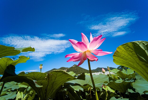 Foto flores de loto al sol