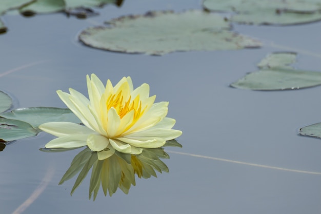 Flores de loto amarillo o flores de lirio de agua que florecen en el estanque
