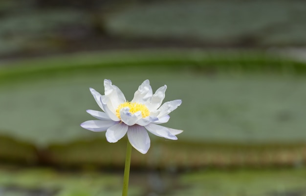 Flores de loto azul, púrpura o flores de lirio de agua que florecen en el estanque