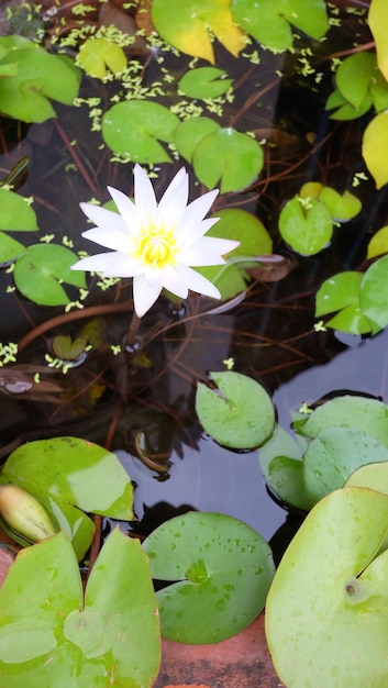 Foto las flores de loto blancas están floreciendo en una mañana fresca