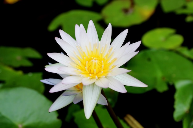 Flores de loto blanco que florecen en el estanque