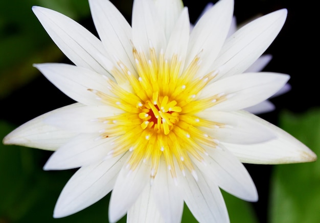 Flores de loto blanco que florecen en el estanque