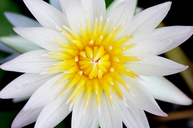 Flores de loto blanco que florecen en el estanque