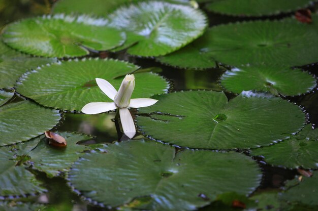 Las flores de loto blanco se ven hermosas.