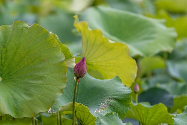 Las flores de loto después de la lluvia están goteando agua.