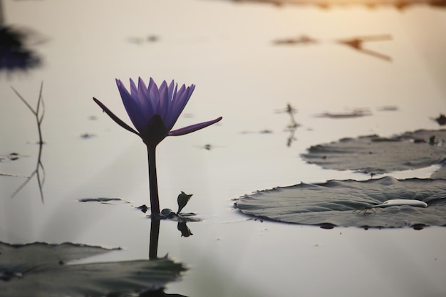 Las flores de loto púrpura florecen con la puesta de sol
