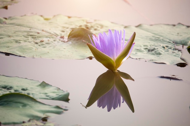 Las flores de loto púrpura florecen con la puesta de sol