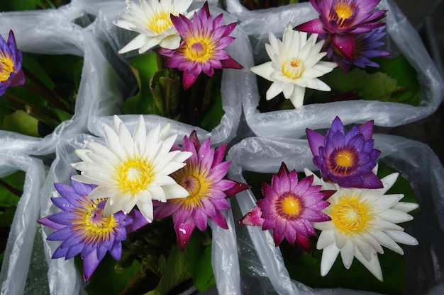 Flores de loto púrpura que florecen.