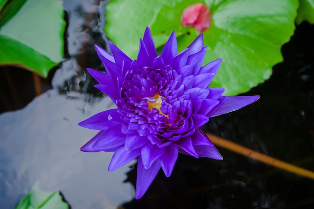 Flores de loto púrpura en el río.